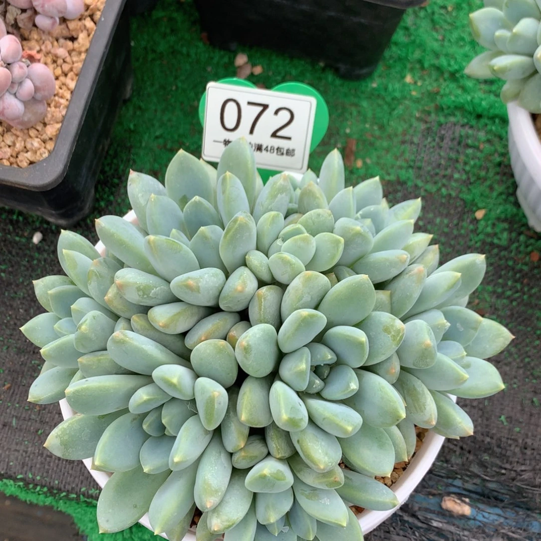 宽叶奶糖无砍平头9头072