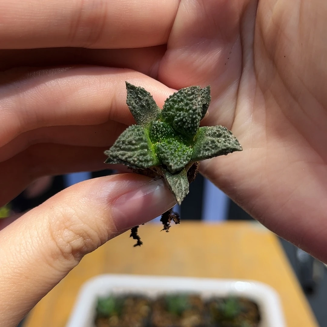 3.5cm实生超级哥斯拉