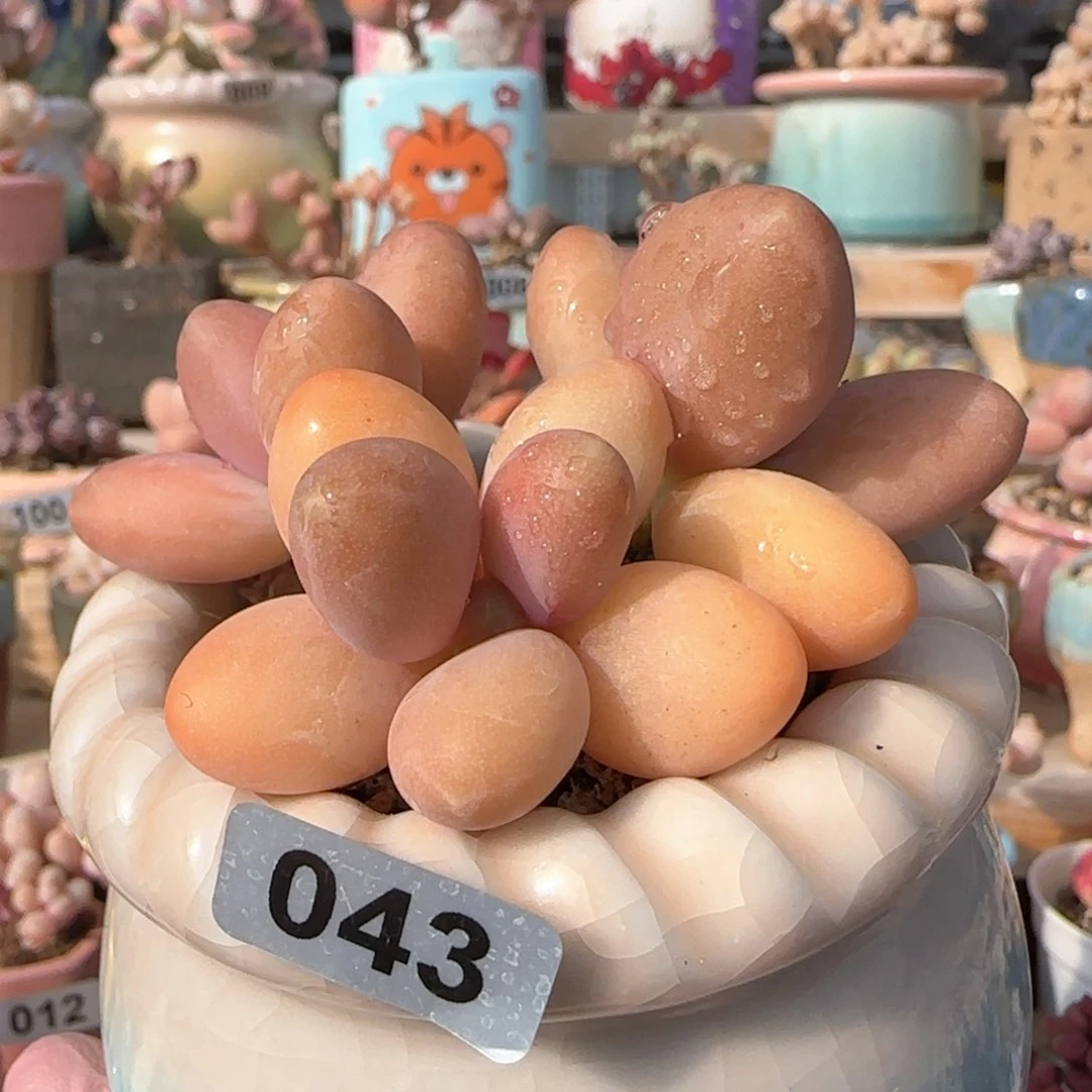 人***天专拍 带盆种好