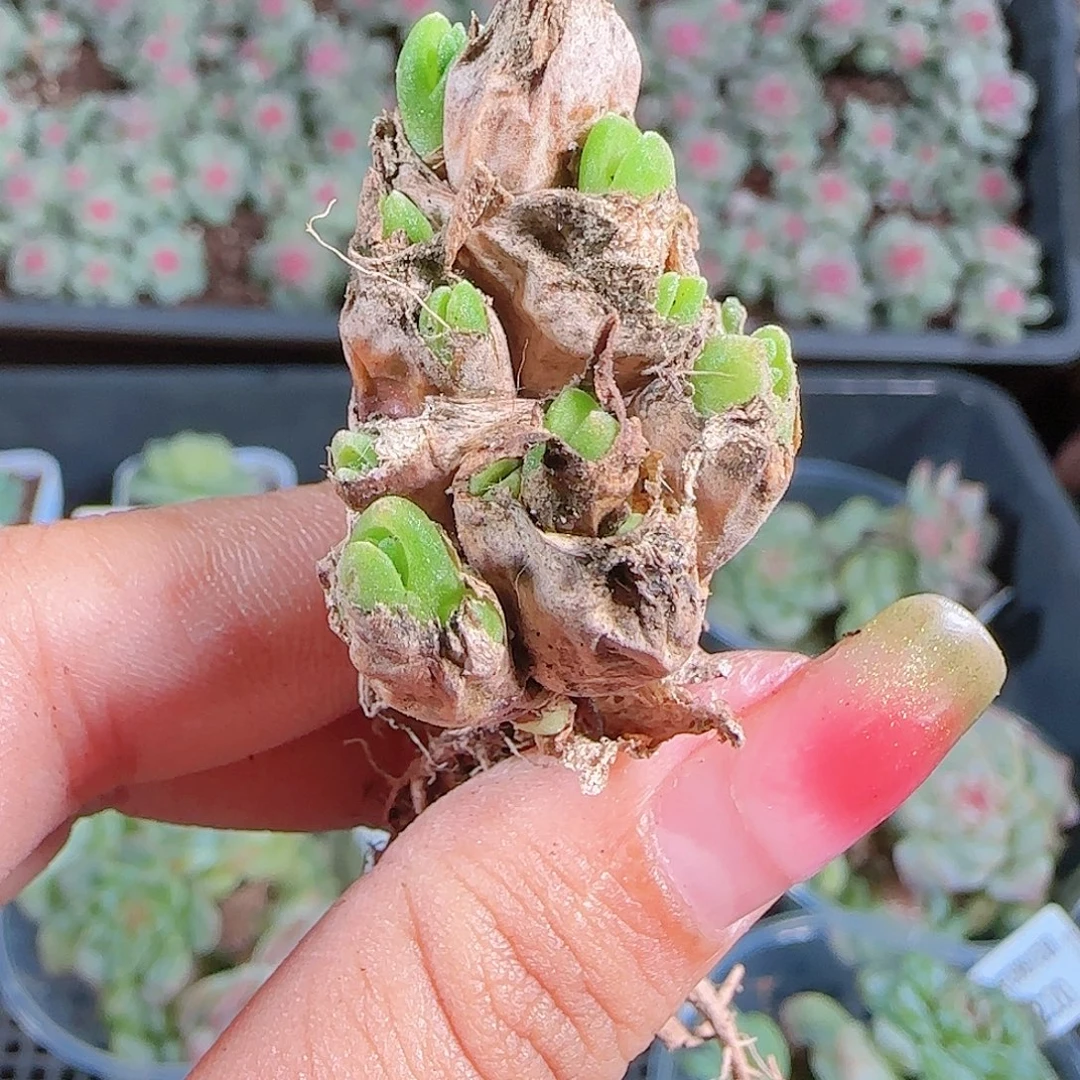 0925---222碧光环糖心珍妮