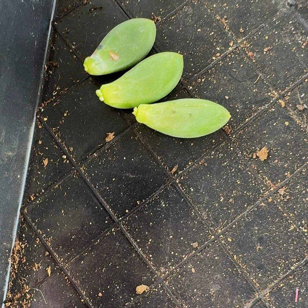 跑***快蓝眼睛 叶子 一物一拍