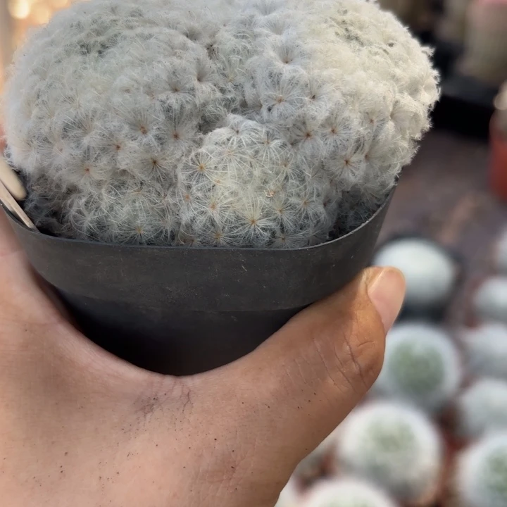 528实生白星好养皮学