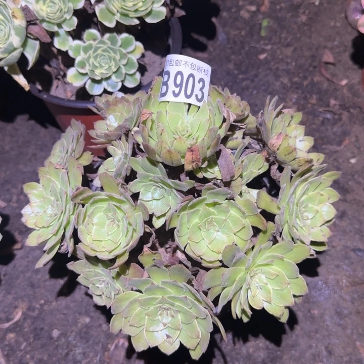 红丝绒……多肉植物的