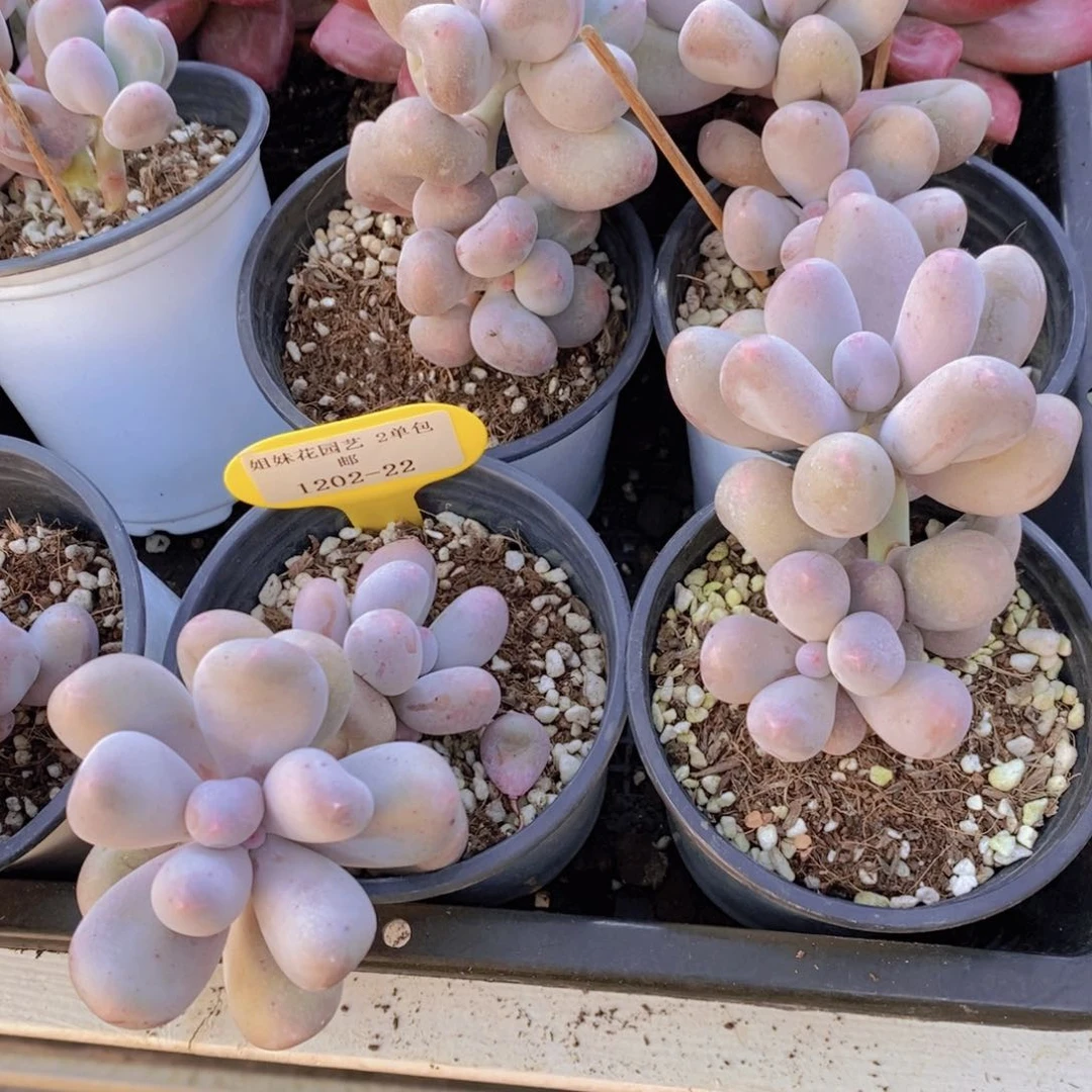 1202-22-精品老桩米可奶酪双头一个