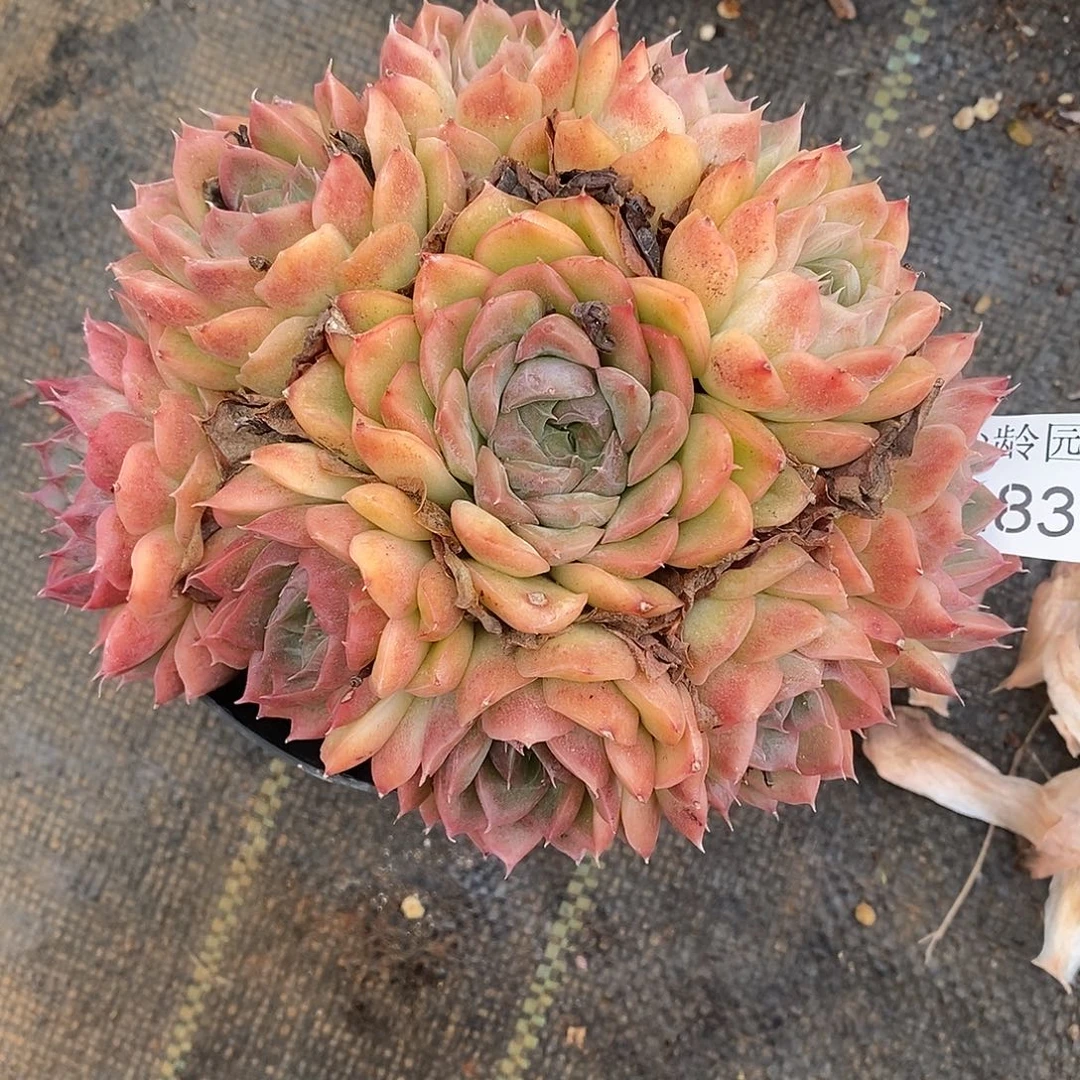 杜***果2836杂交老桩基地～14厘米