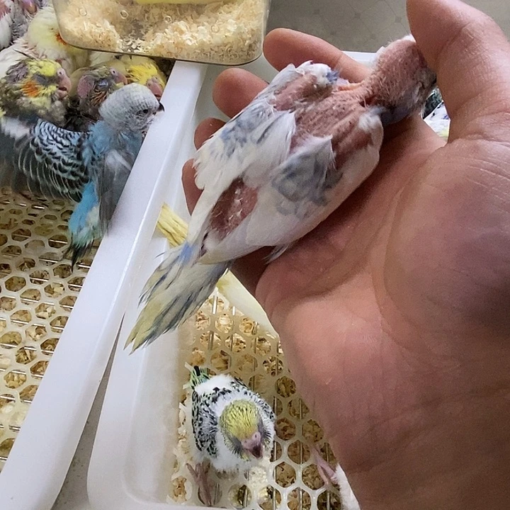 虎皮鹦鹉然****）叨毛大头