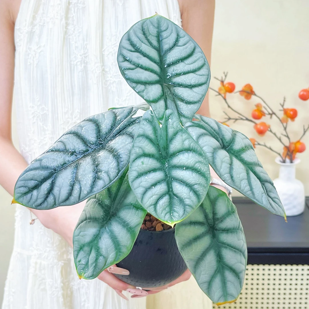 白犀牛海芋办公室桌面黑色北欧绿植水培家居盆栽室内好养植物