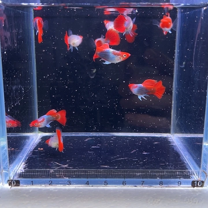 孔雀鱼深海蓝5对有一条母微瑕