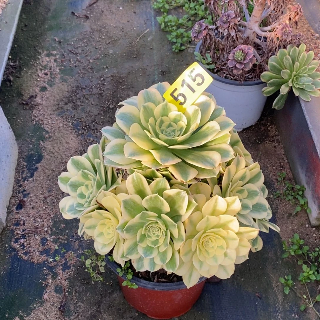 绿豆沙多肉法师515