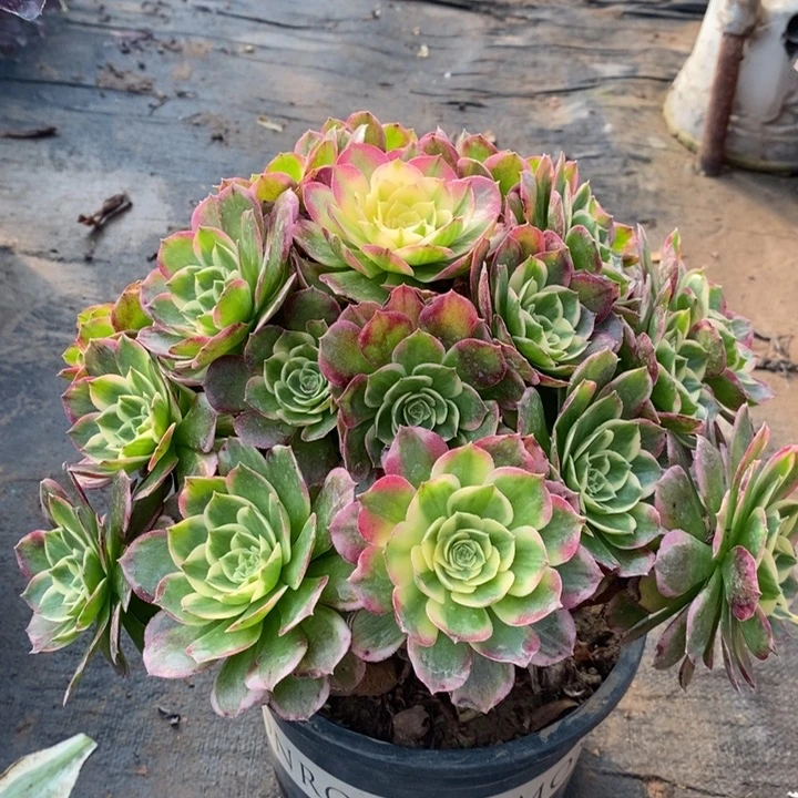 海王多肉植物7。