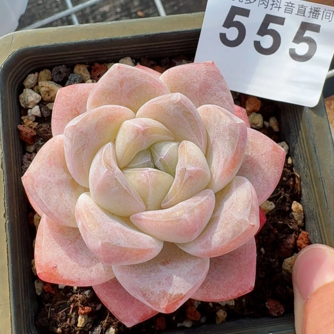 多肉植物开播福利捡漏