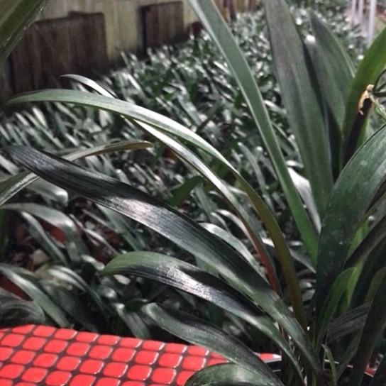当前无花栽培后可以开花