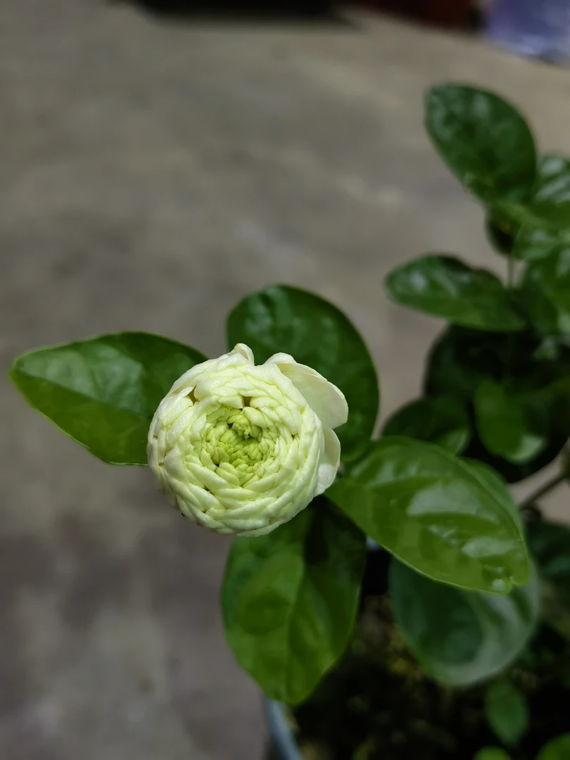 【基地清货】正宗虎头茉莉缀化花苞（收到禁止换盆，换盆洗根不售后）