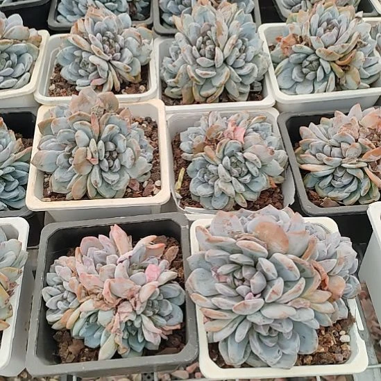 星影群生5头起一颗不售后