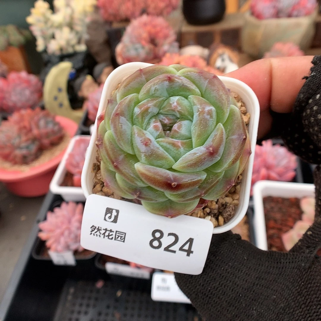 824冰魄多肉植物6666