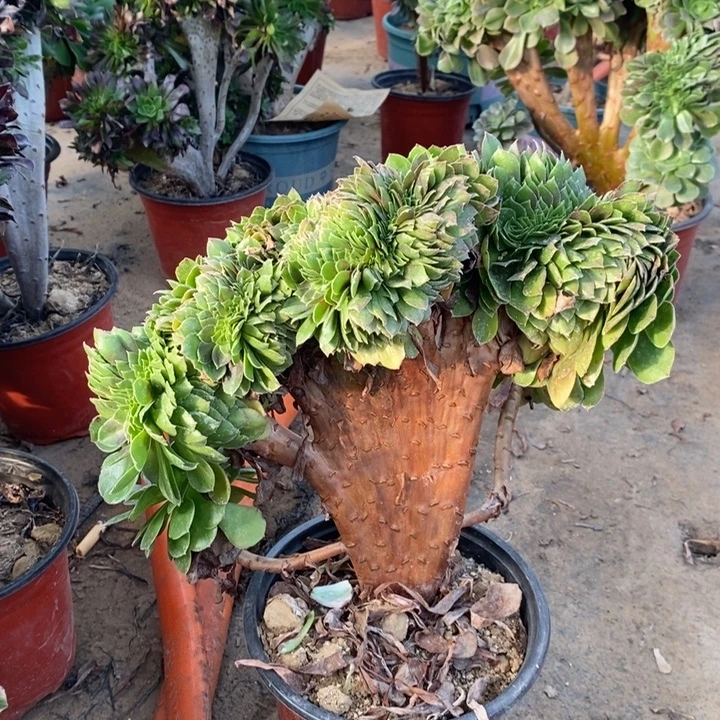 万缀有断枝多肉植物9。