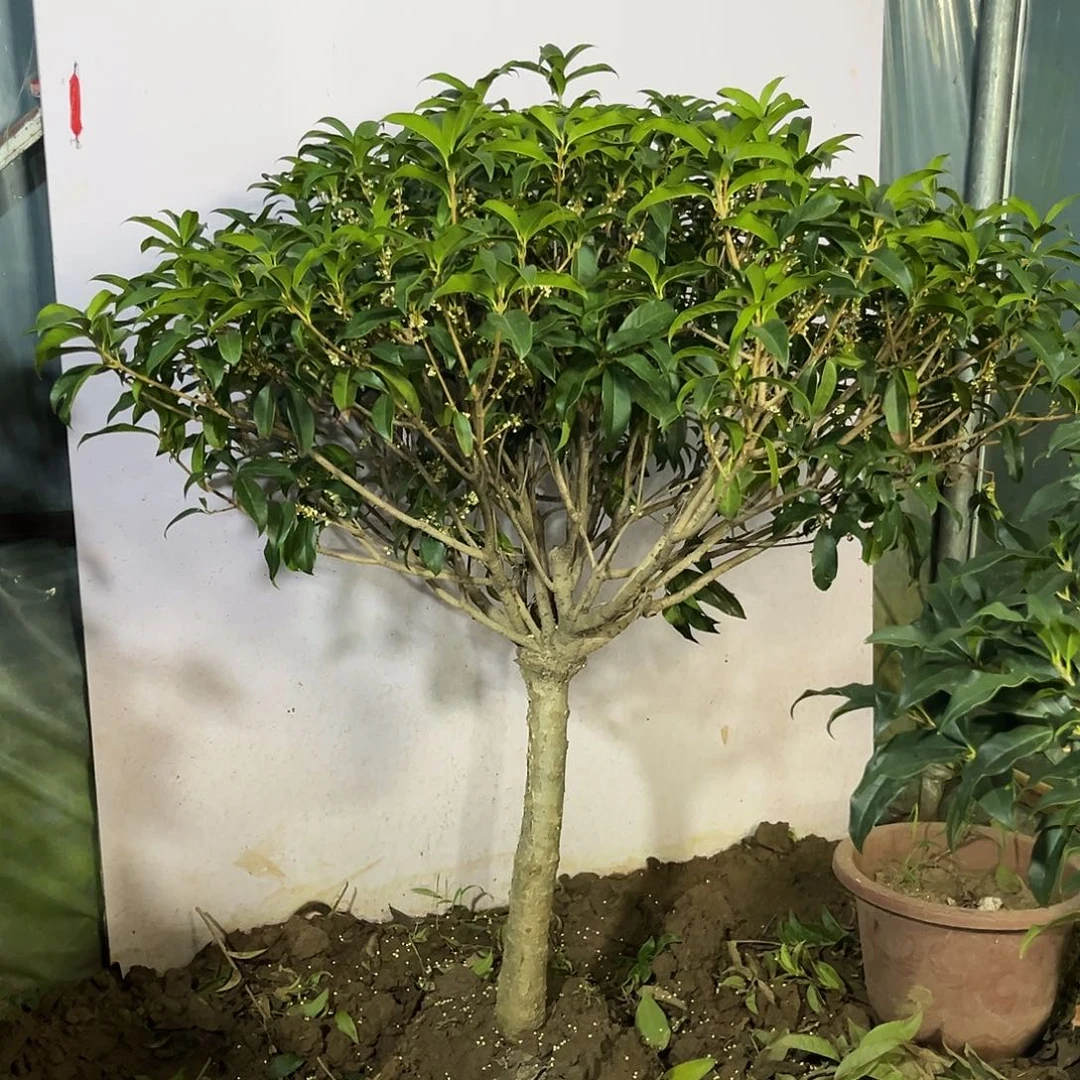 当前无花栽培后可以开花香**拉