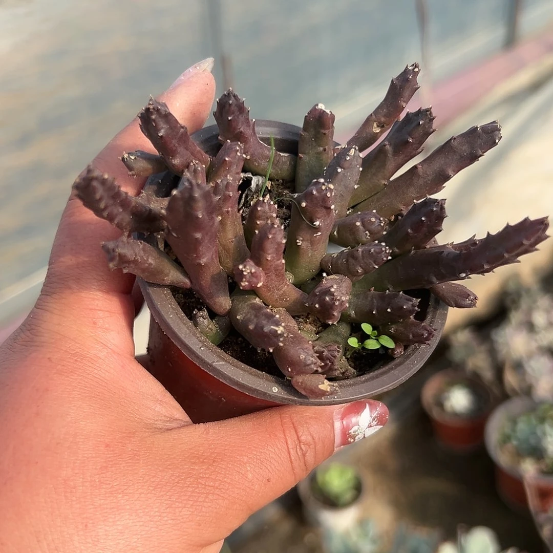 多肉植物多肉植物
