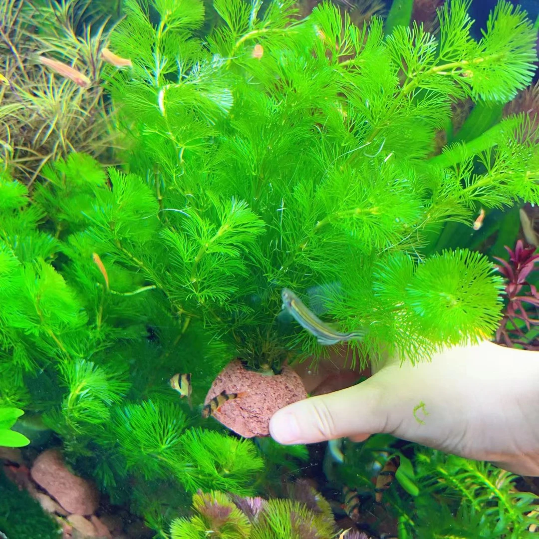 【绿菊】水草活体真植物开花好养鱼缸造景阴性水草淡水增氧