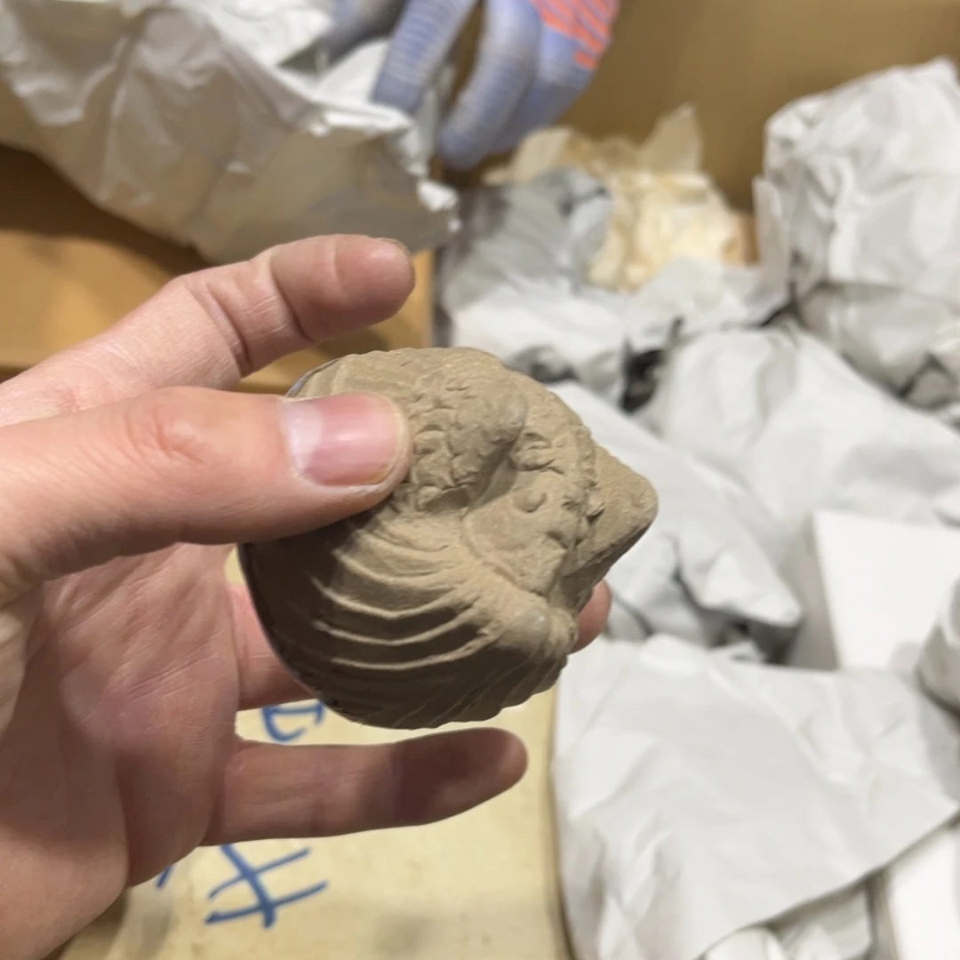 正**蝎火爆热卖热门茶茶茶