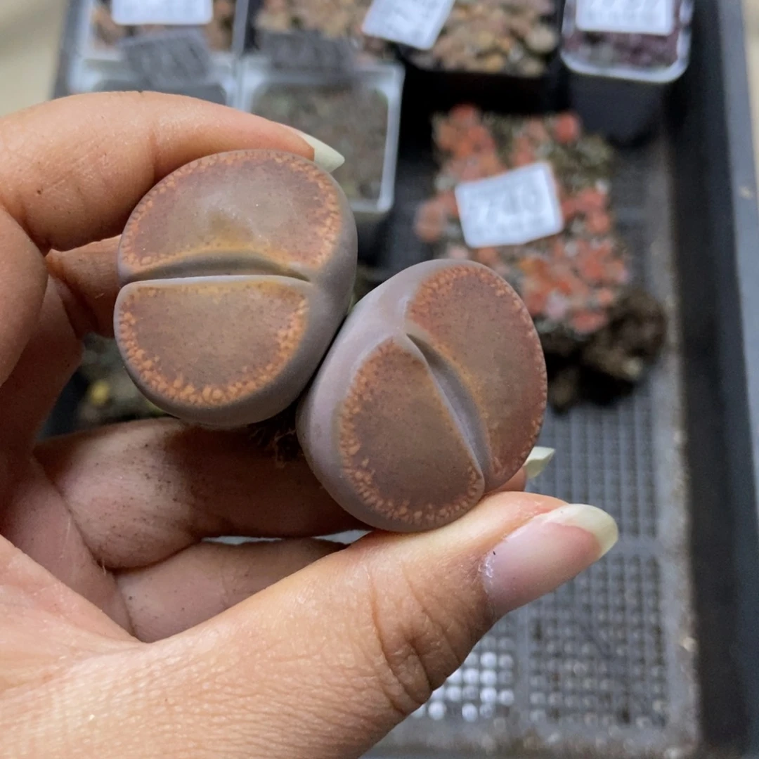 7742一颗双头母本日轮