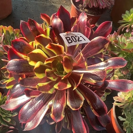 用****天一颗多肉法师植物