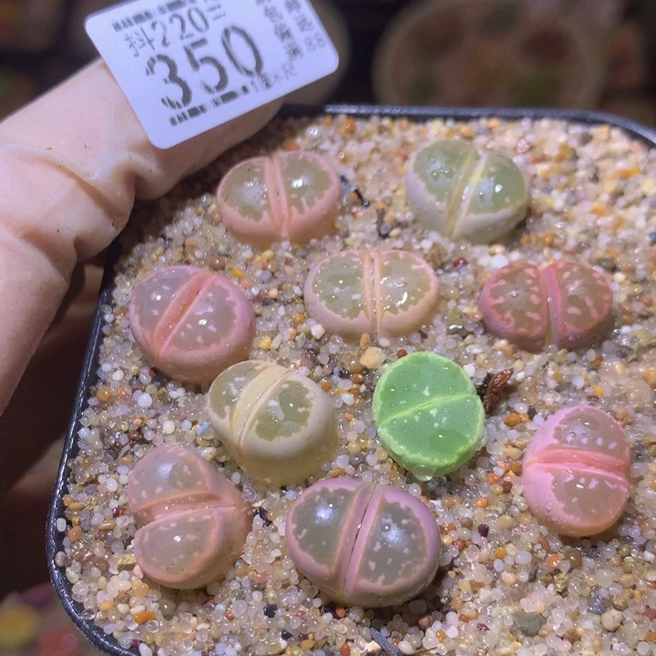 精品生石花220.350