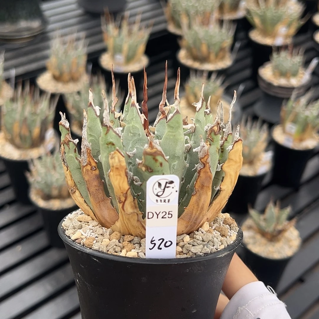 无花朵曲刺妖炎熟桩-捡漏款-有断刺-粉丝价