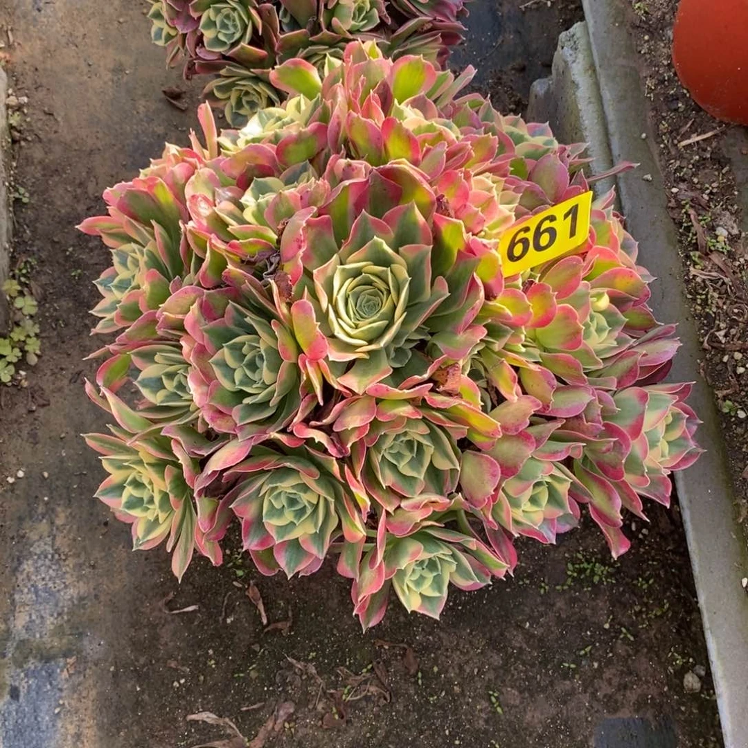 白凤多肉法师661