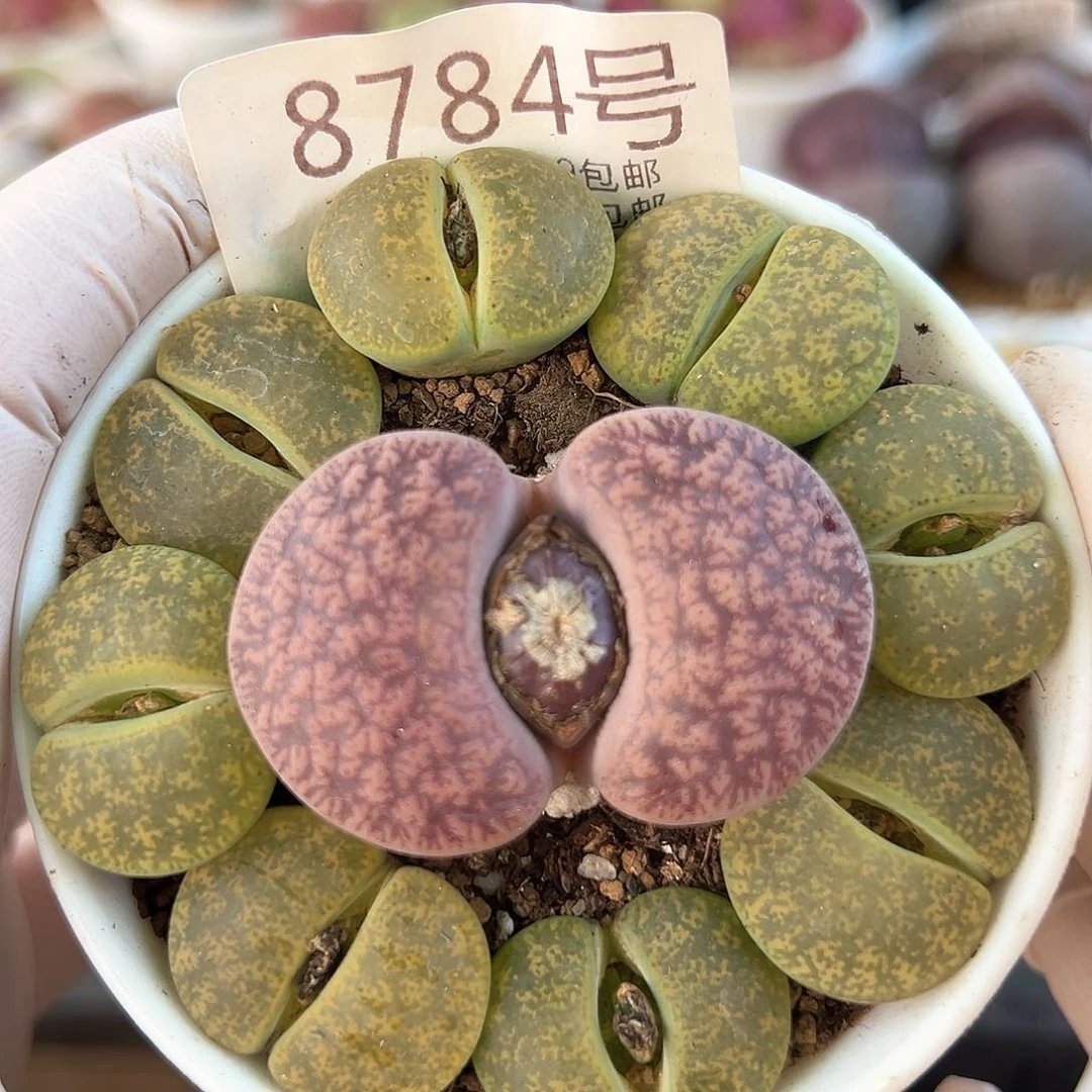 好养易活生石花大母本8784