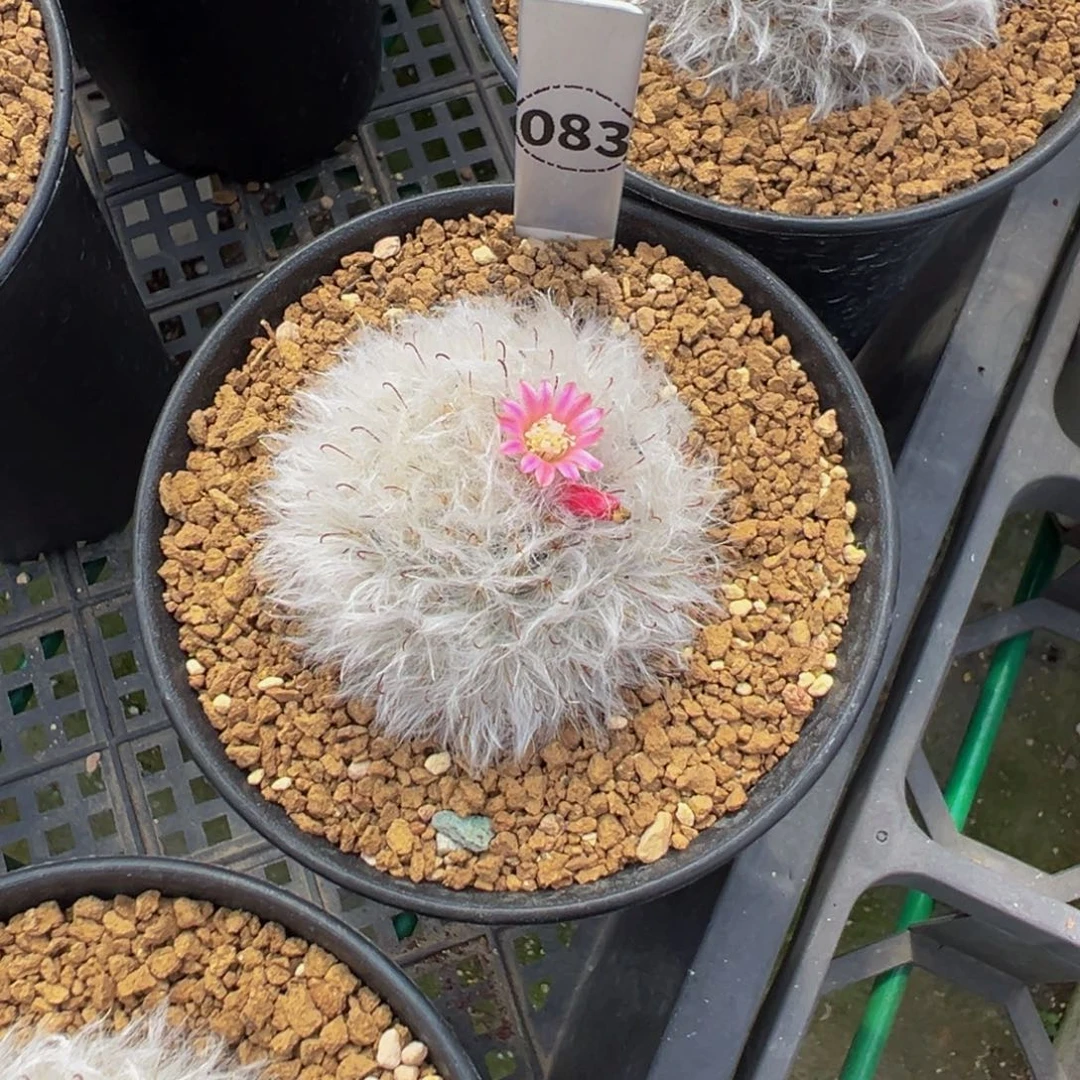 浮***阔实生根泰系白云高砂多肉植物带盆土
