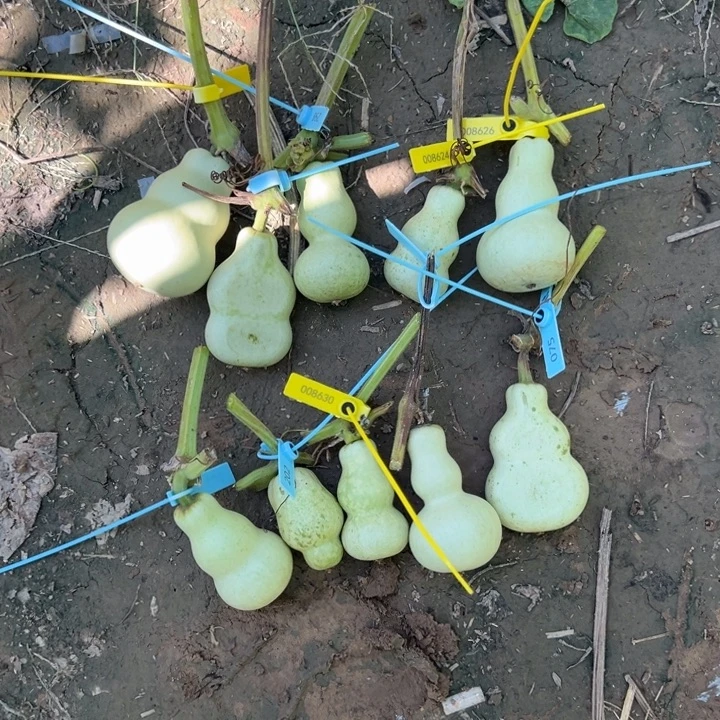 淼***阁葫芦葫芦阁建华头葫芦不保成青皮无售后