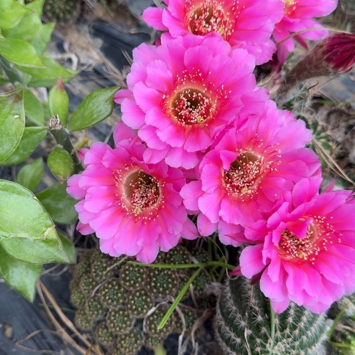 l***林金刚仙人球群生514