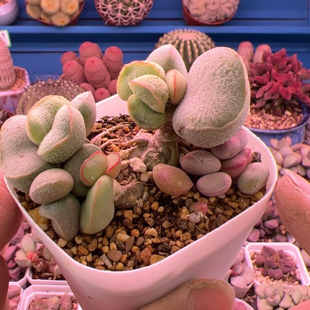 小****r黛安娜。