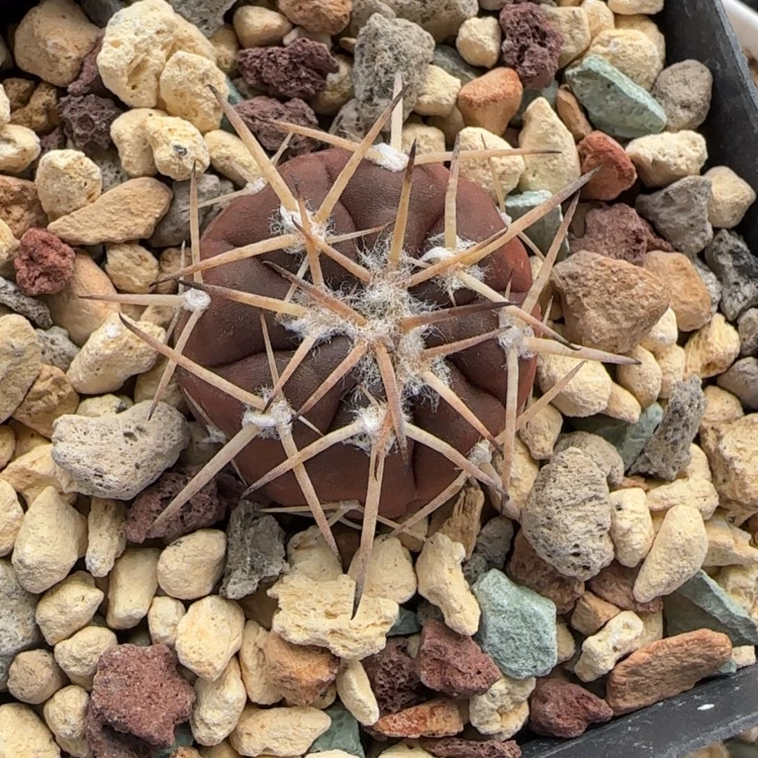 046实生紫肌伏刺天平多肉2.5