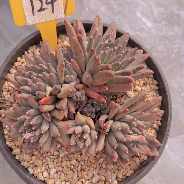 健健康康平平安安