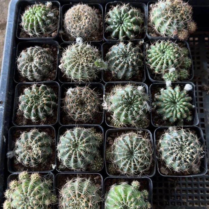 300丽花根4公分左右带盆发货，20包邮