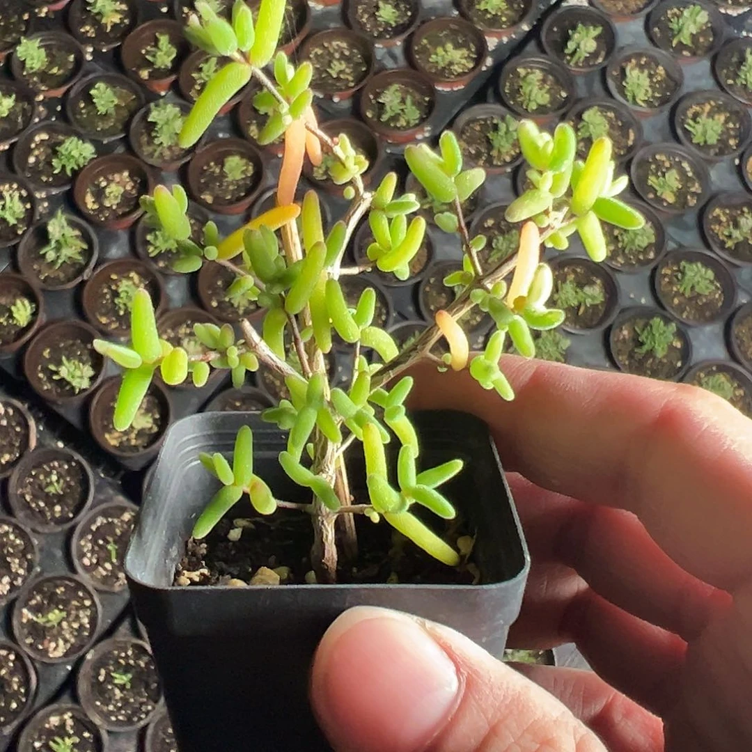 彩虹卷55杯精品老桩