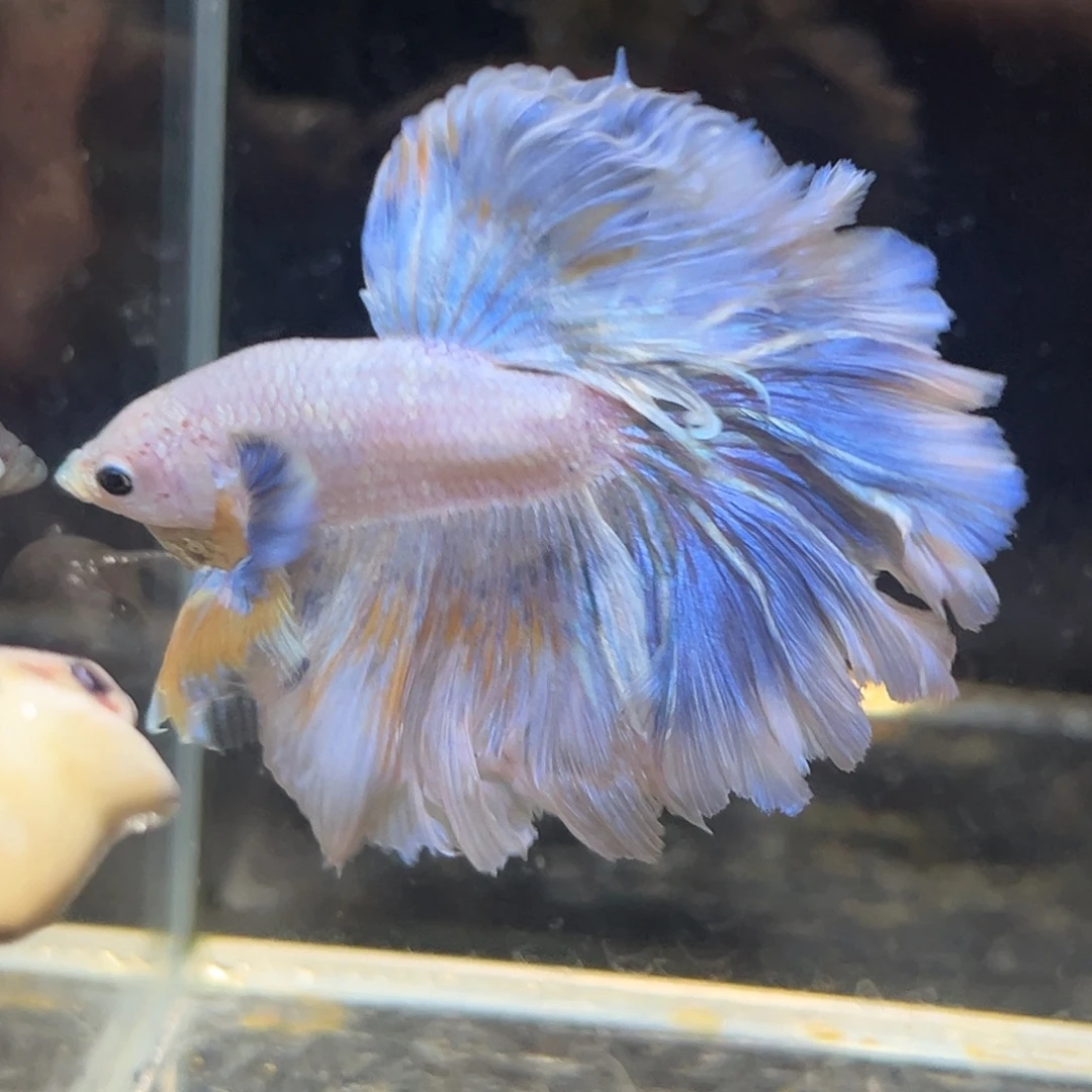 斗鱼15号蓝黄大花瓣