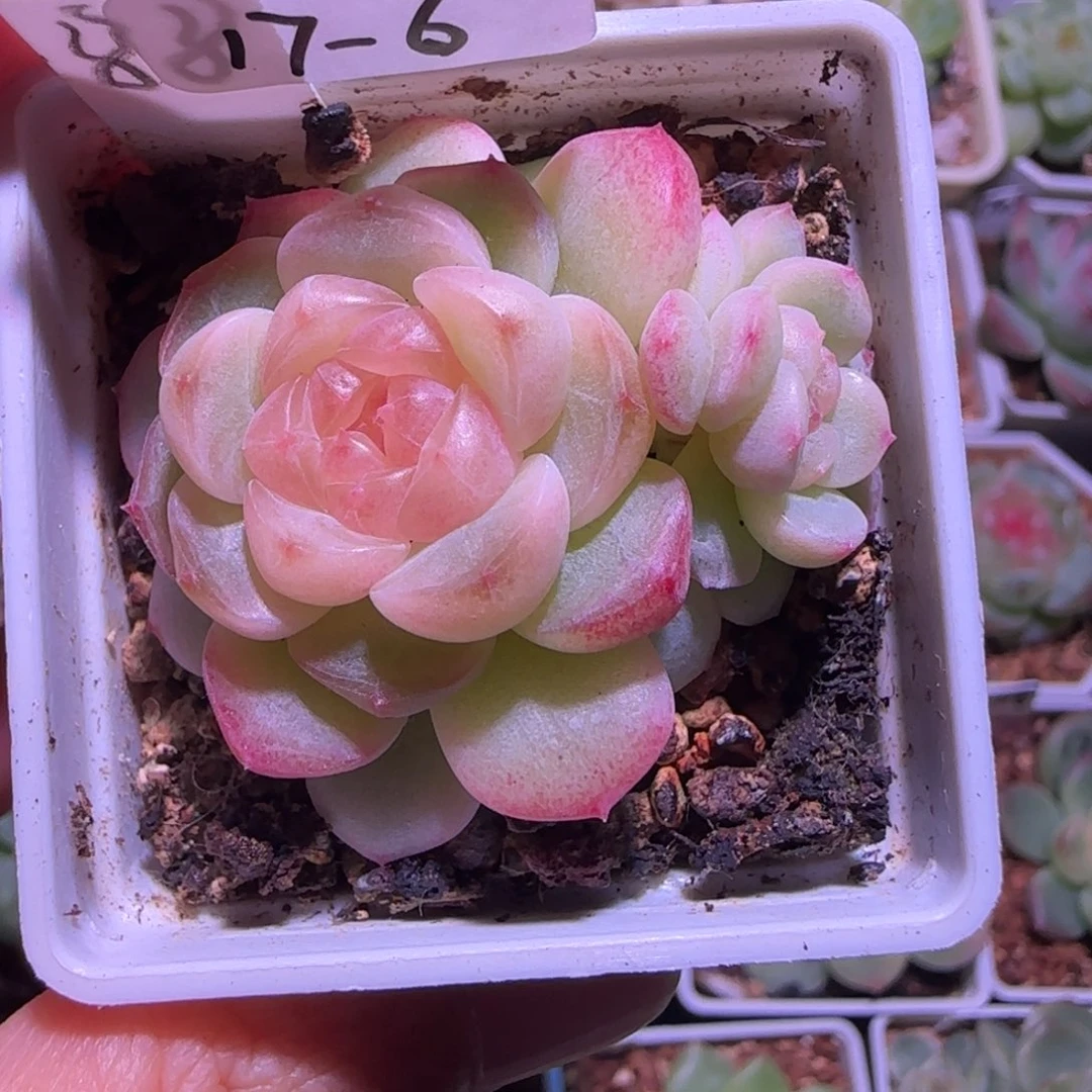 17-6福利甜心童话单头