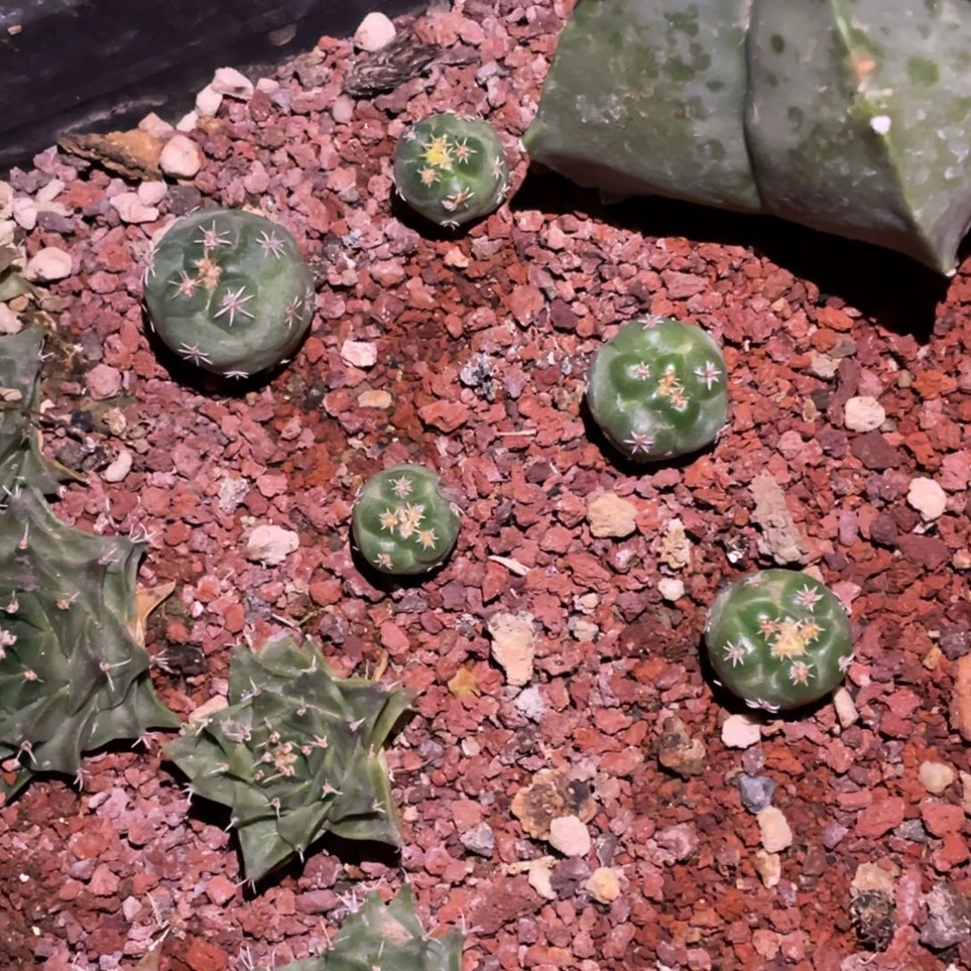 ****嗔全部花朵实生象牙丸 5颗 仙人球开花