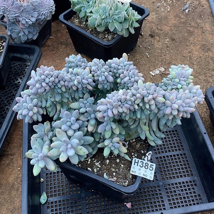 汤圆缀化 非偏远38包邮、节后发