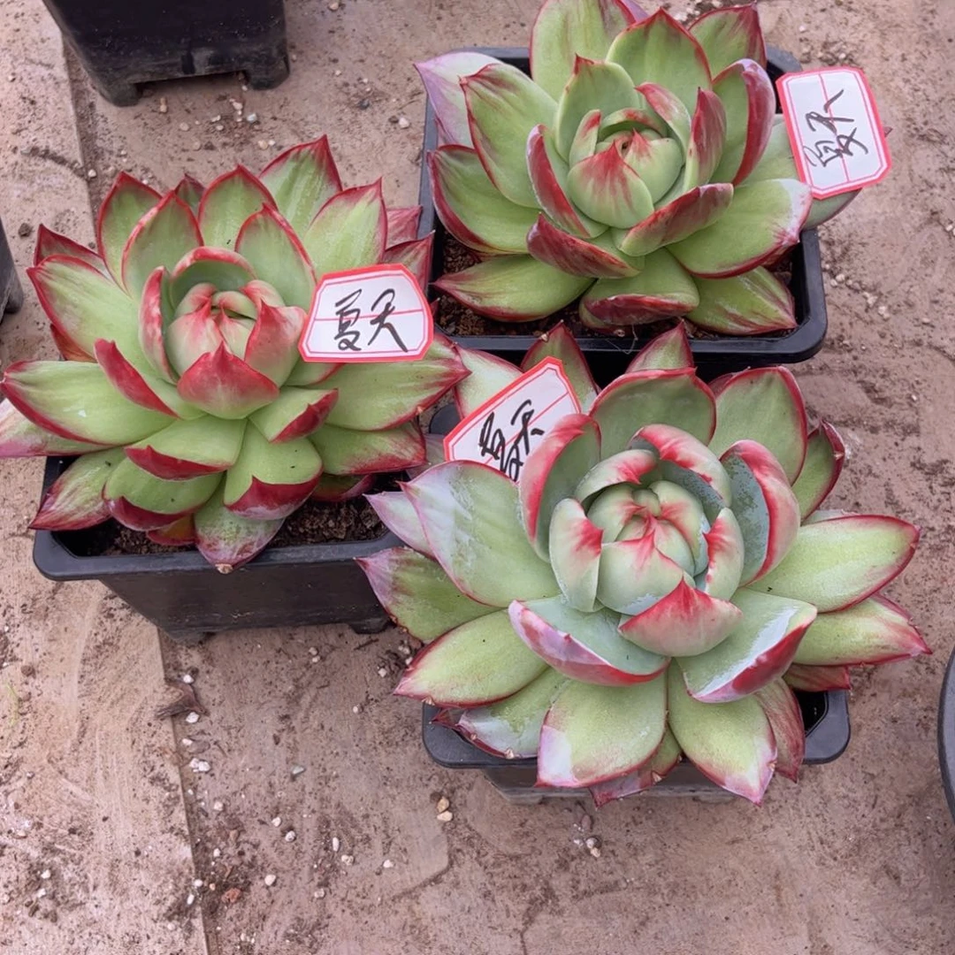 夏***谢惊鸿仙子一物一拍