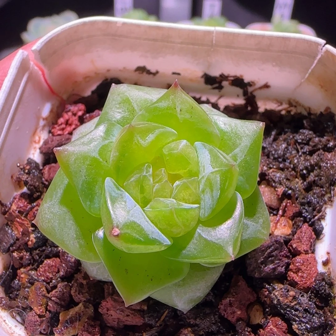 珍妮糖心，多肉植物