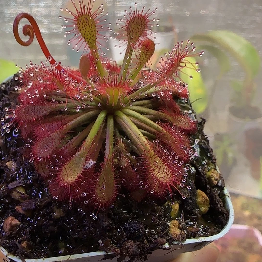 无花朵专拍罗赖马