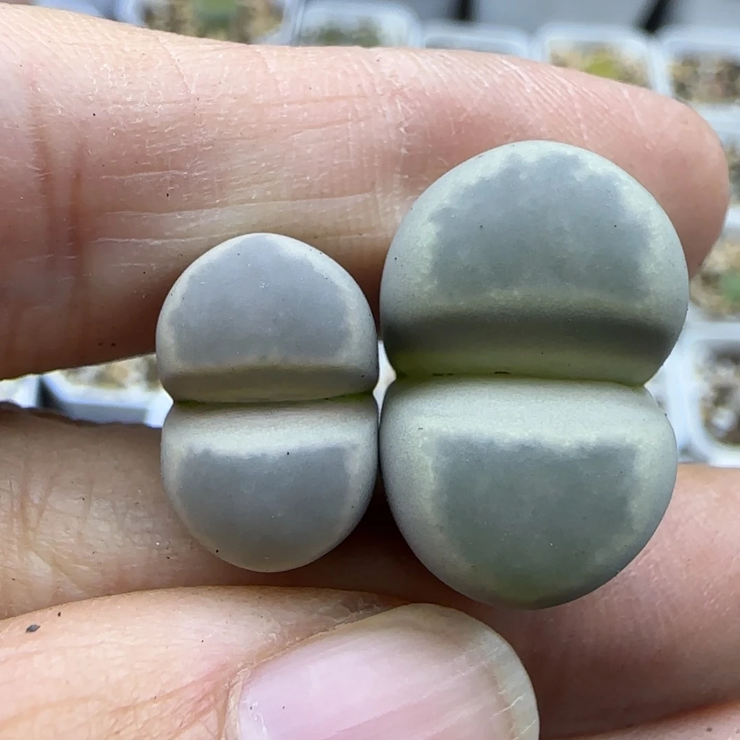 614 全净窗清框福利30包邮