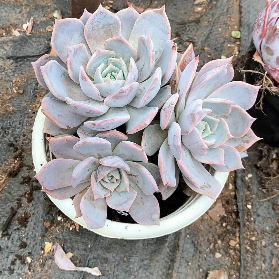 *****路西娜3头的1颗多肉植物