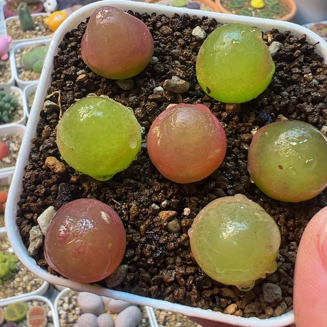 灯泡组合带盆7棵多肉