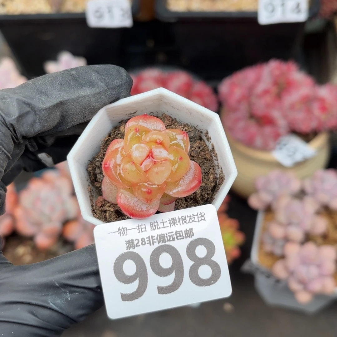 恶魔之泪无盆土发货