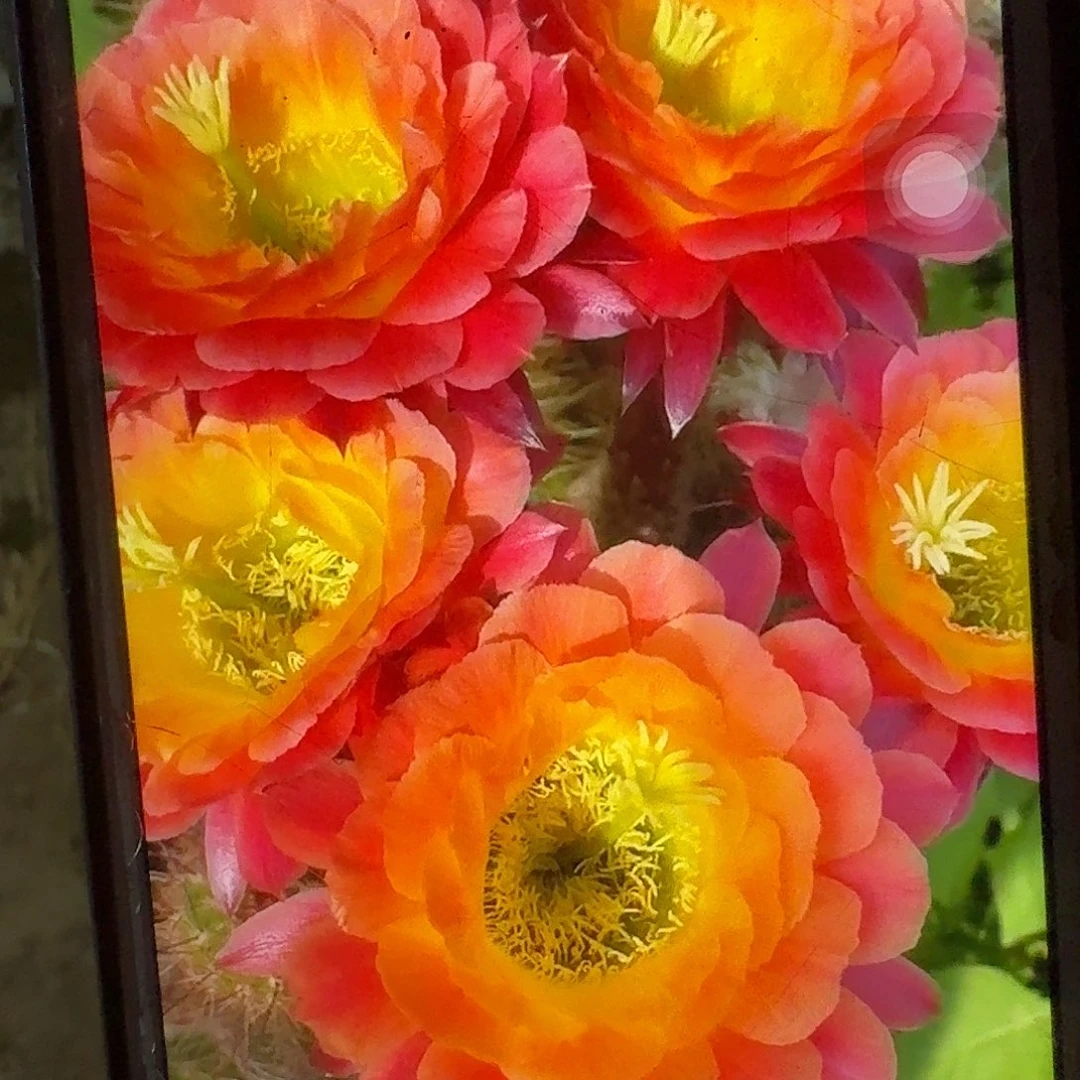 大满贯根冠服6公分毛花柱